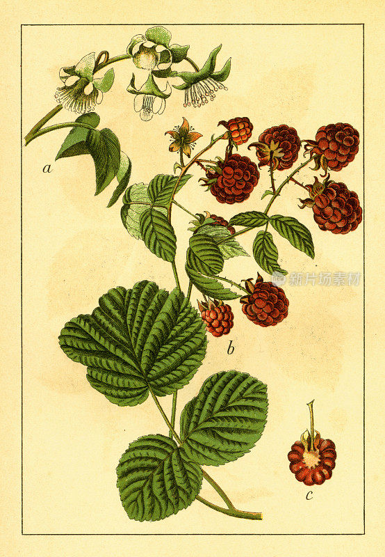 红覆盆子|古董花卉插图